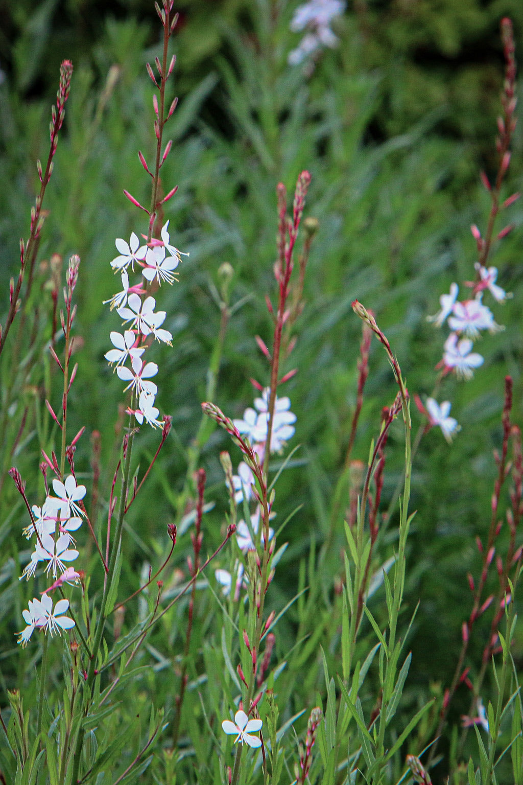 Gaura lindheimeri | Graceful White