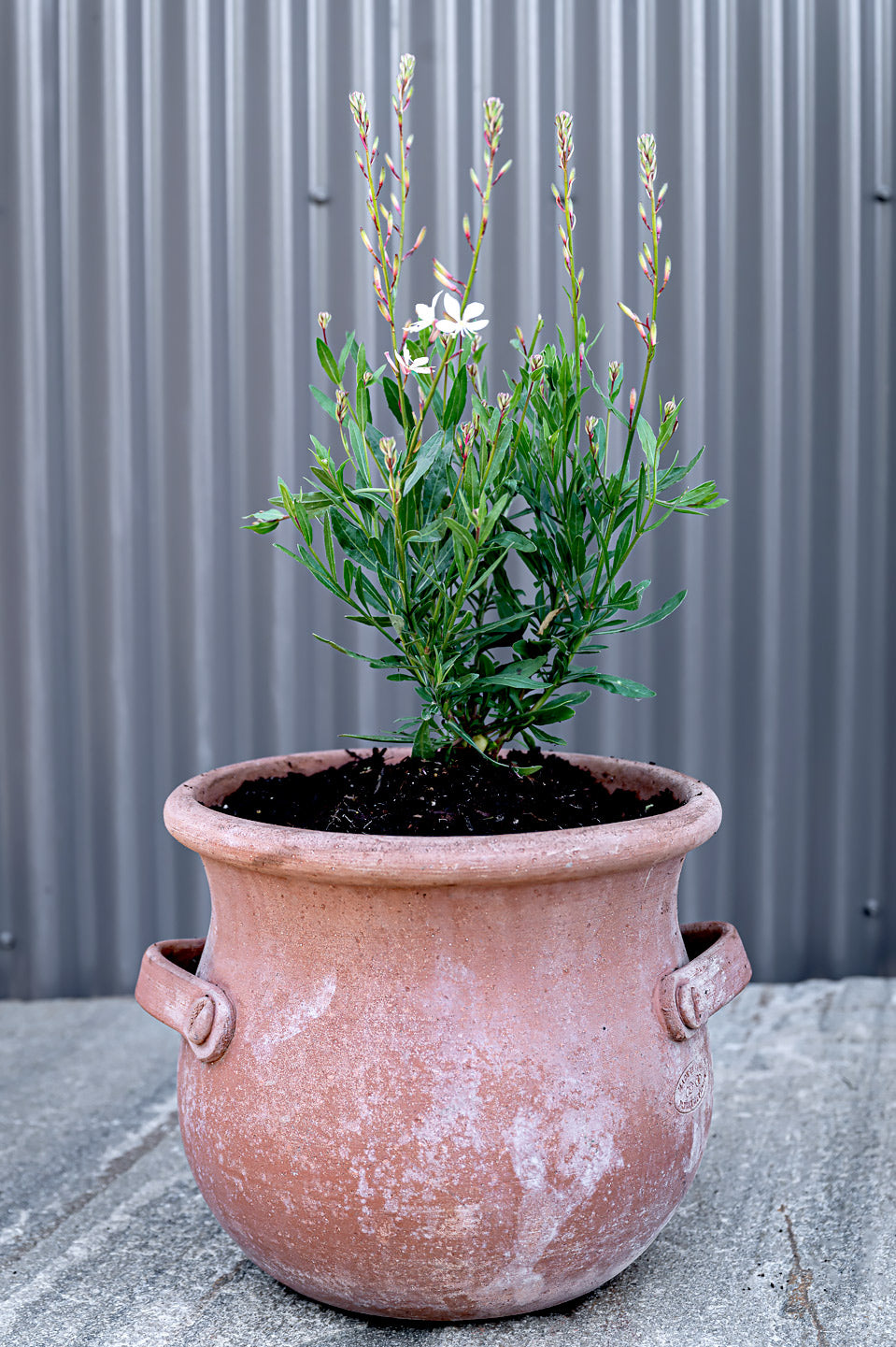 Gaura lindheimeri | Graceful White