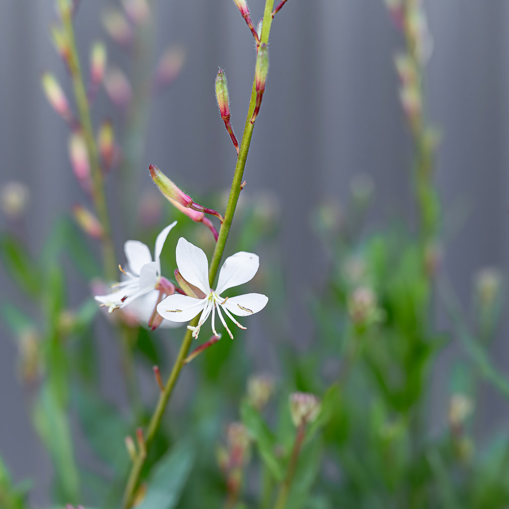 Gaura lindheimeri | Graceful White