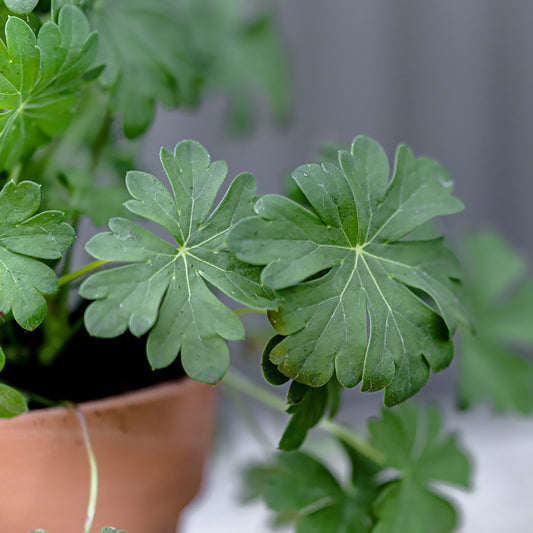 Geranium X Cantabrigiense | Saint Ola