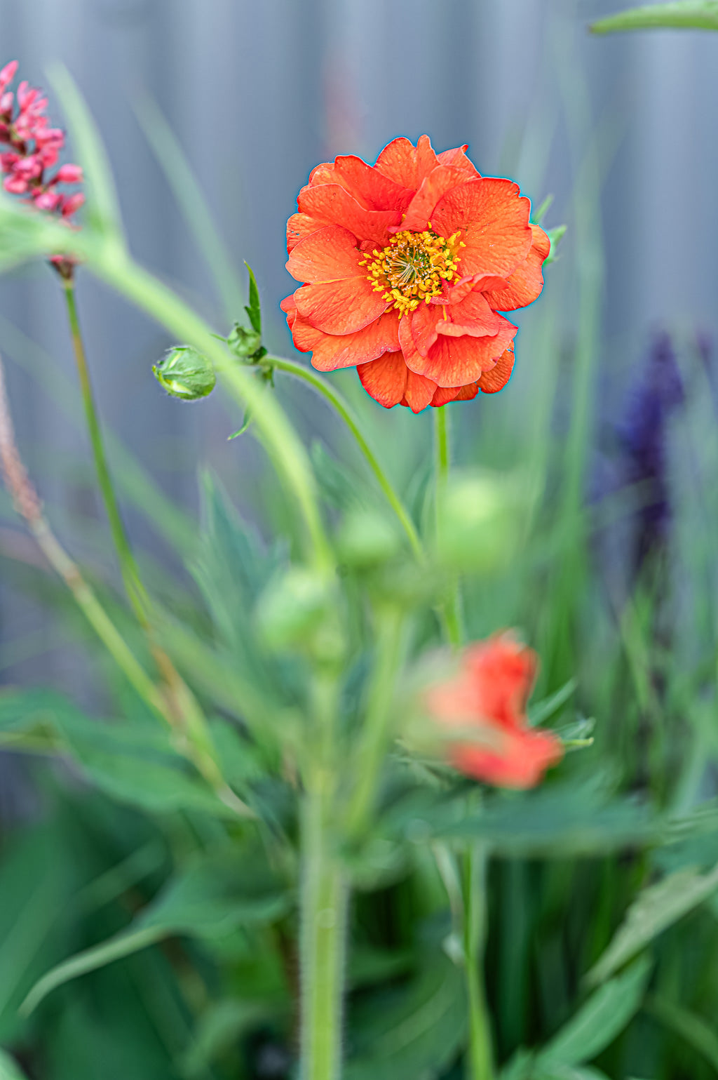 Geum Flora Plena | Miss Clementine