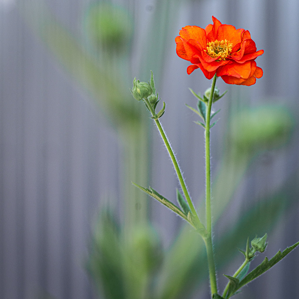 Geum Flora Plena | Miss Clementine