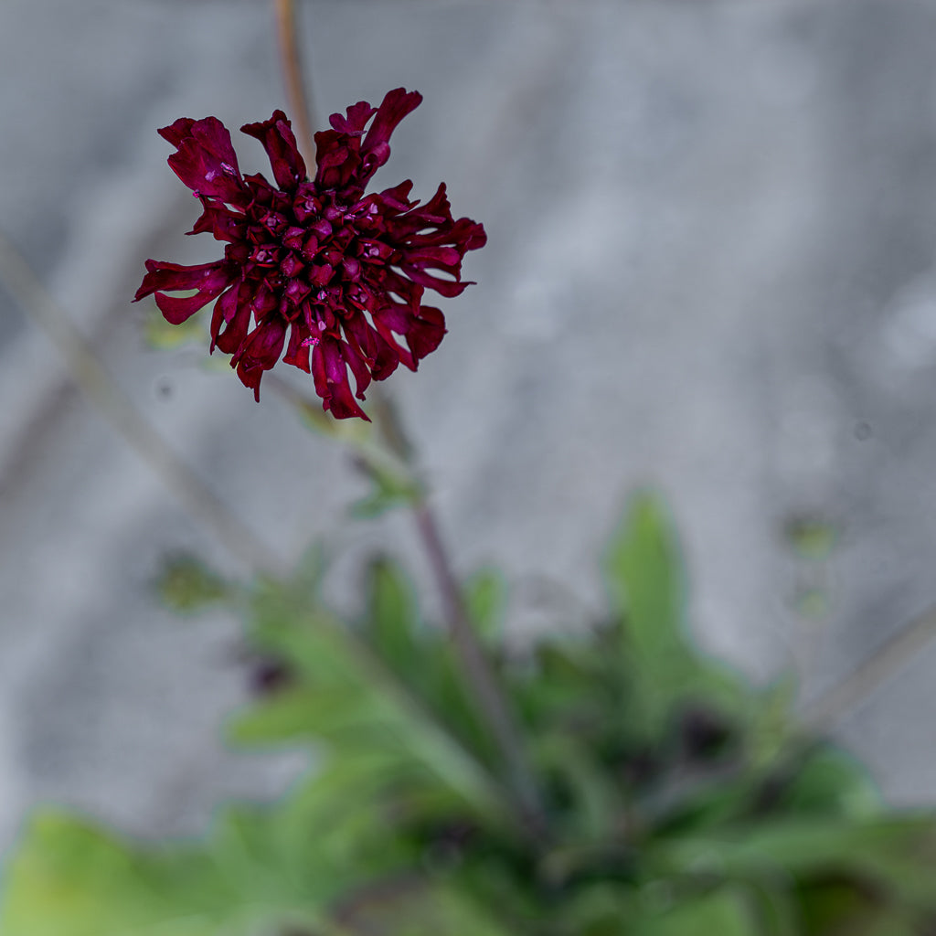 Knautia Macedonica