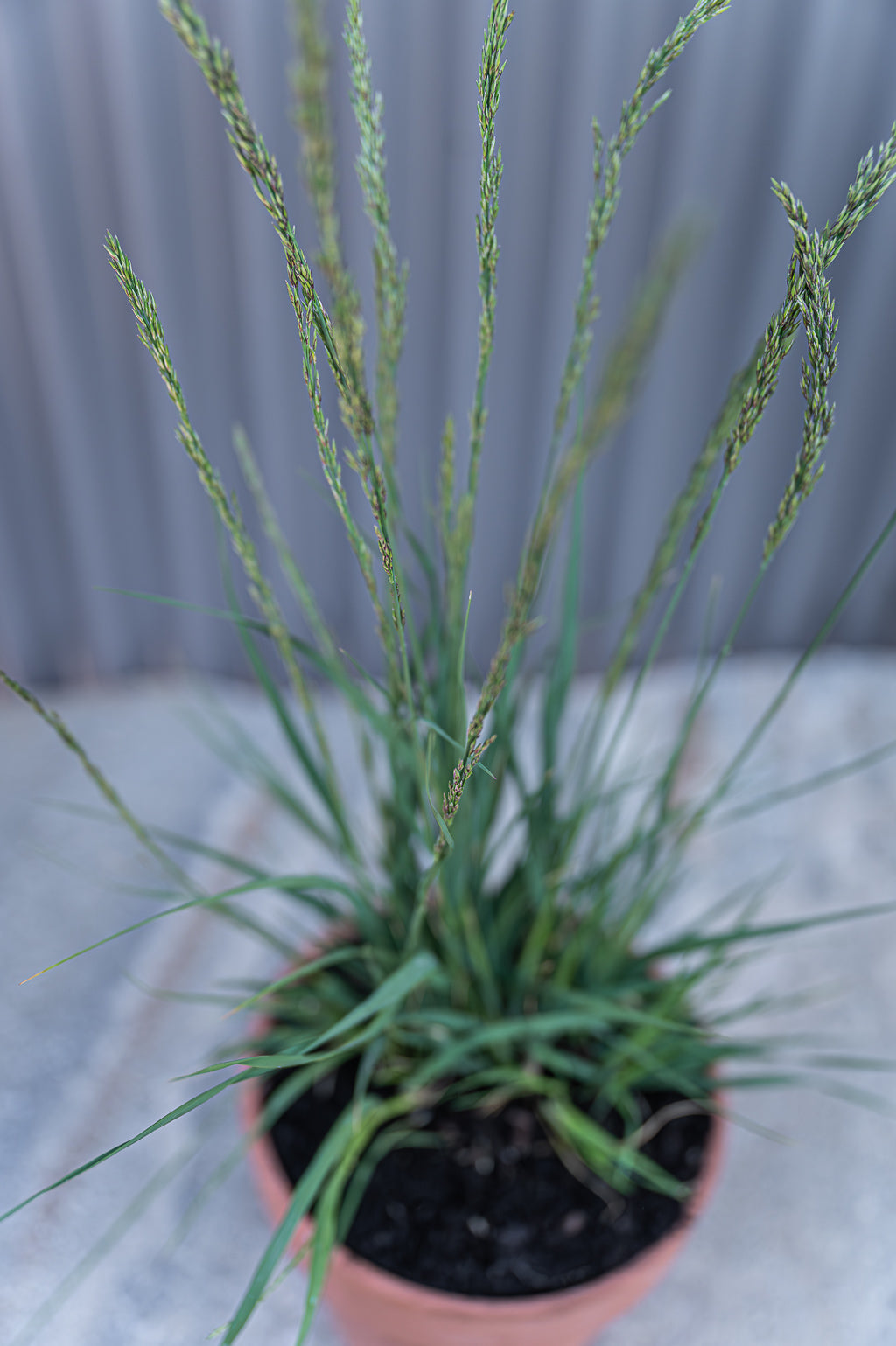 Molinia caerulea | Poul Peterson