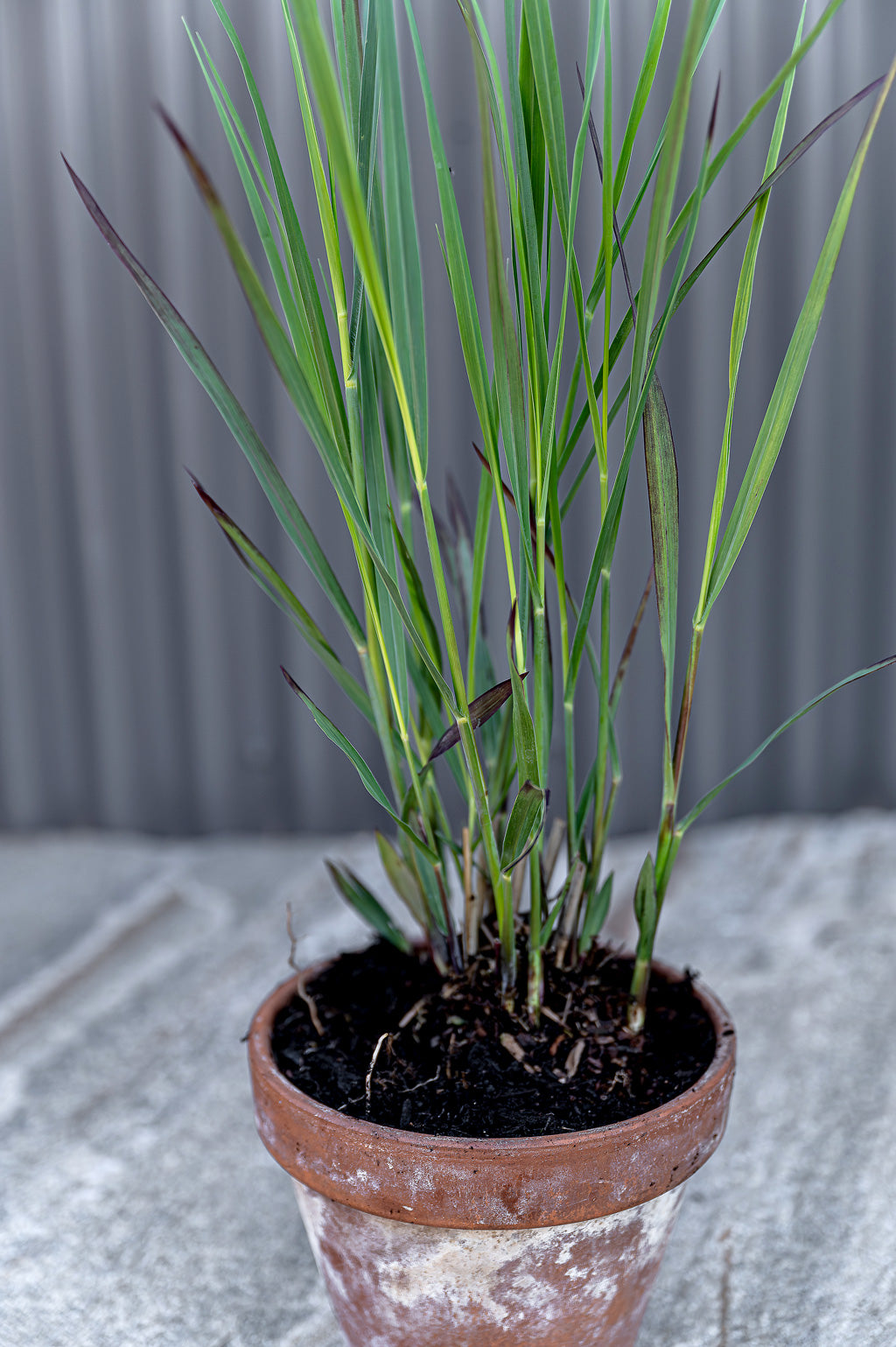 Panicum Virgatum | Blood Brothers