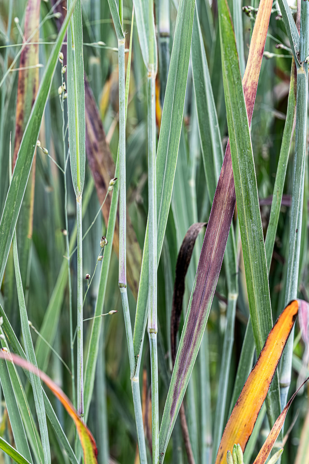 Panicum Virgatum | Blood Brothers