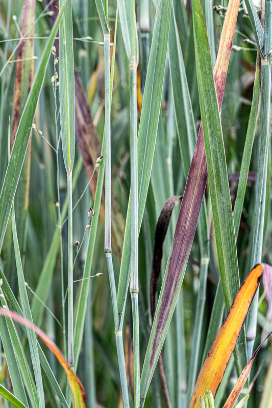 Panicum Virgatum | Blood Brothers