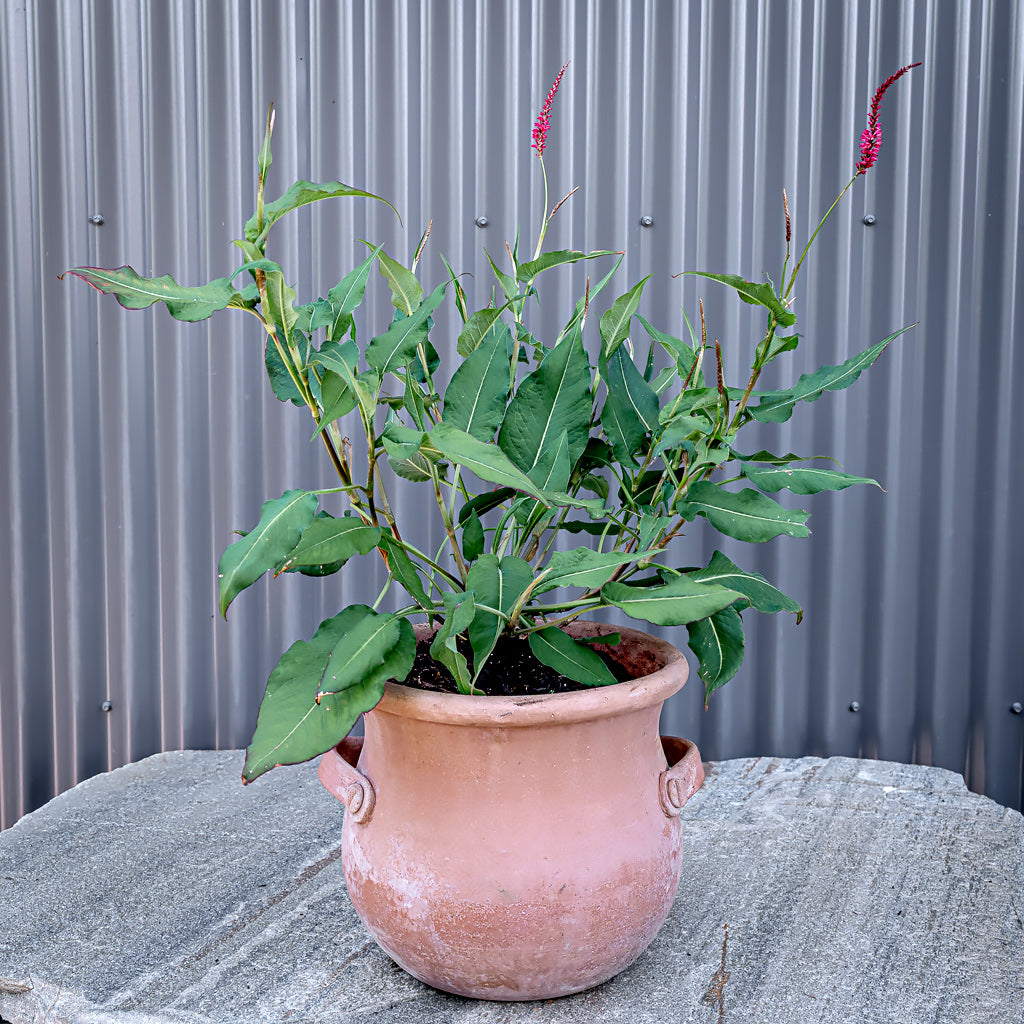 Persicaria Amplexicaulis | Orange Field