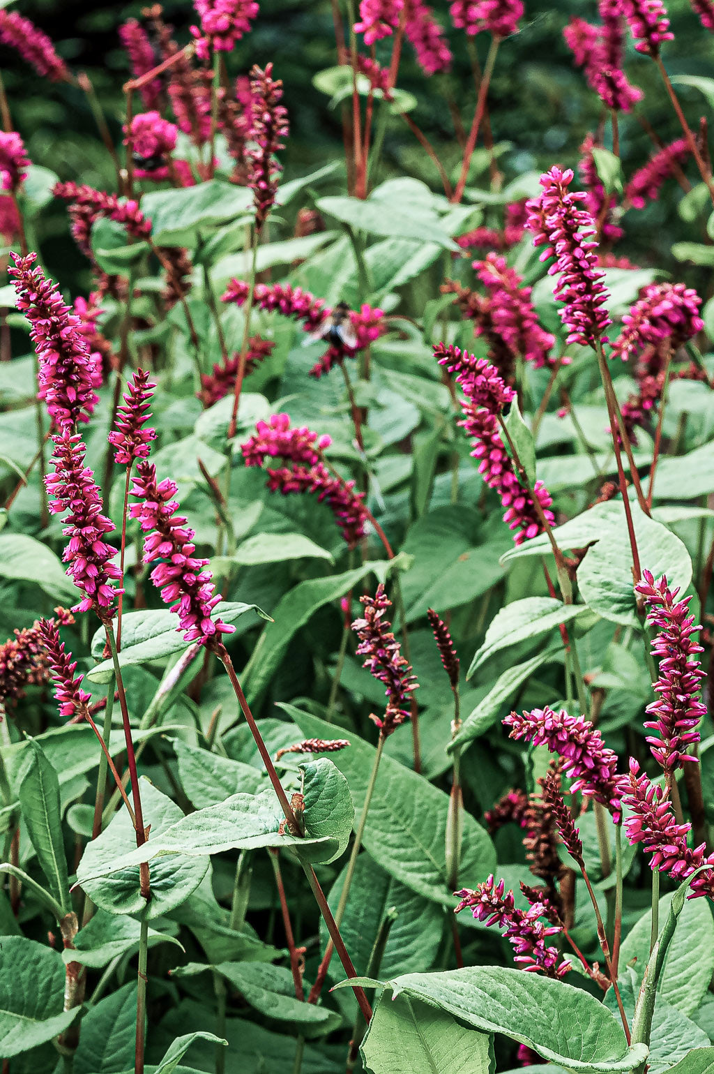 Persicaria Amplexicaulis | Orange Field