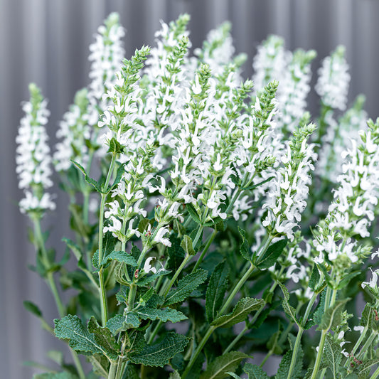 Salvia Nemorosa | Snow Hill