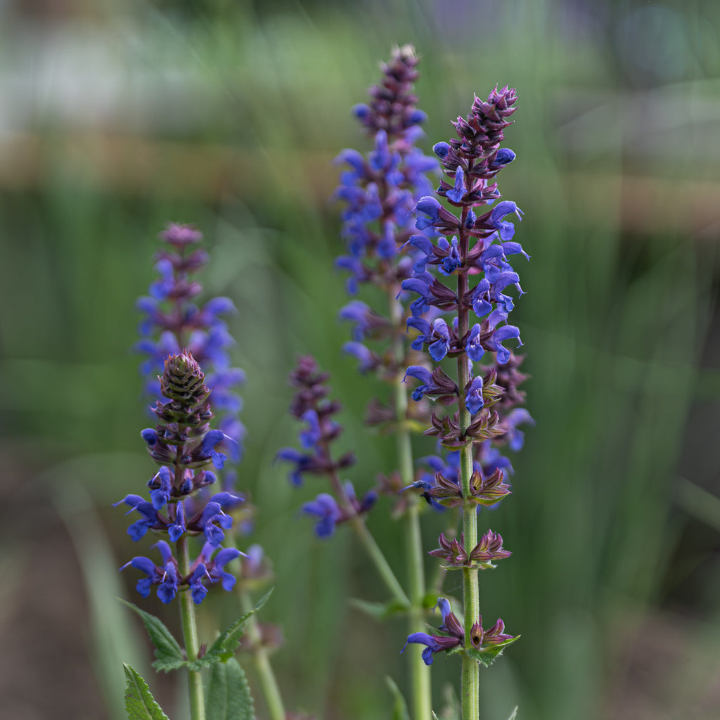 Salvia Nemorosa | April Night