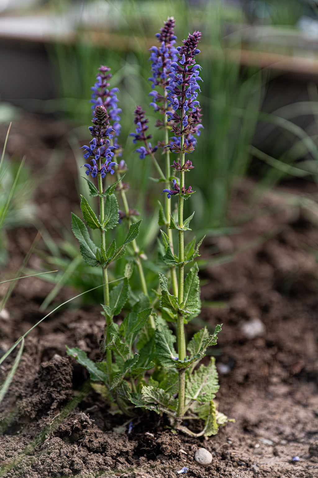 Salvia Nemorosa | April Night