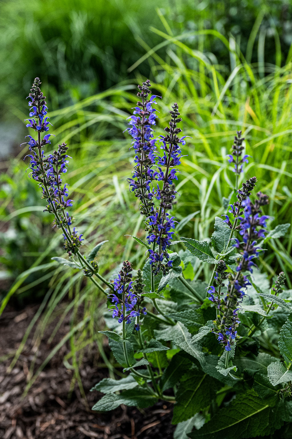 Salvia Nemorosa | April Night