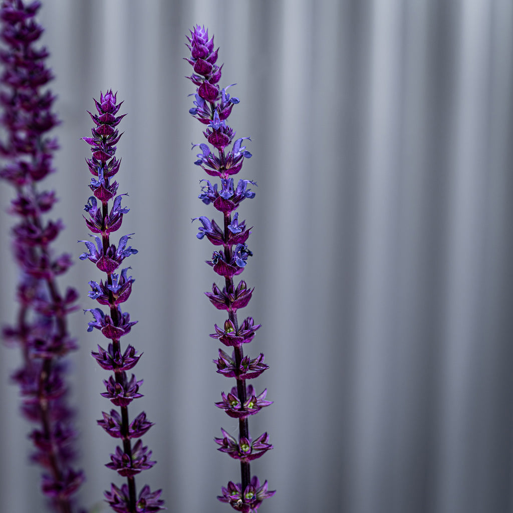 Salvia Nemorosa | Caradonna