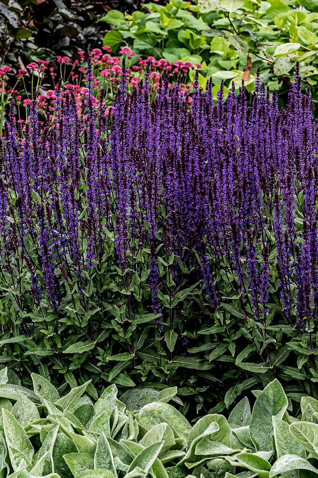 Salvia Nemorosa | Caradonna