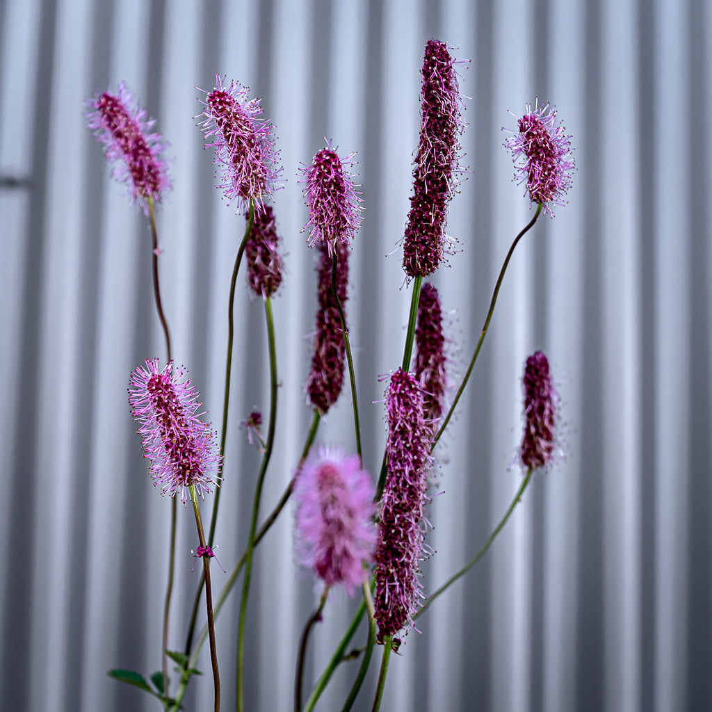 Sanguisorba Menziesii | Wake Up