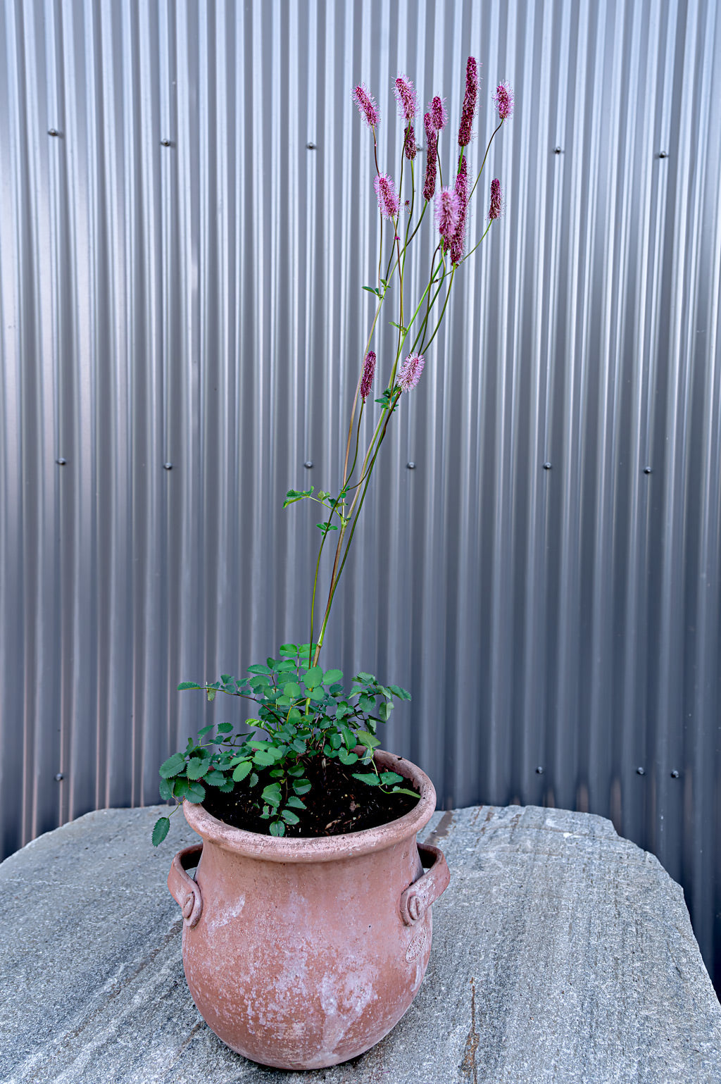 Sanguisorba Menziesii | Wake Up