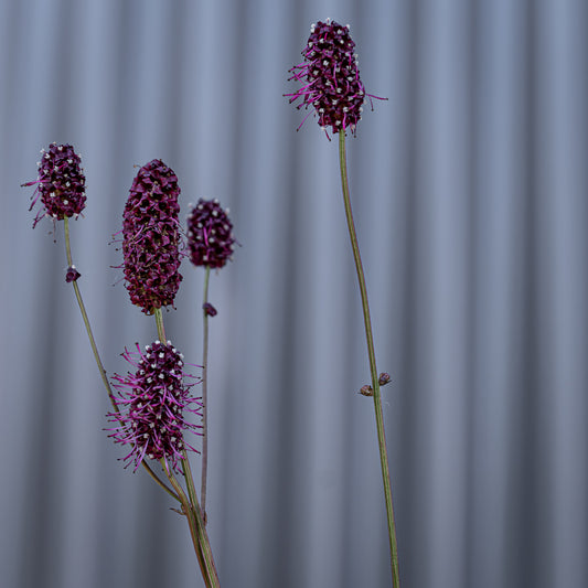 Sanguisorba Menziesi |Victoria