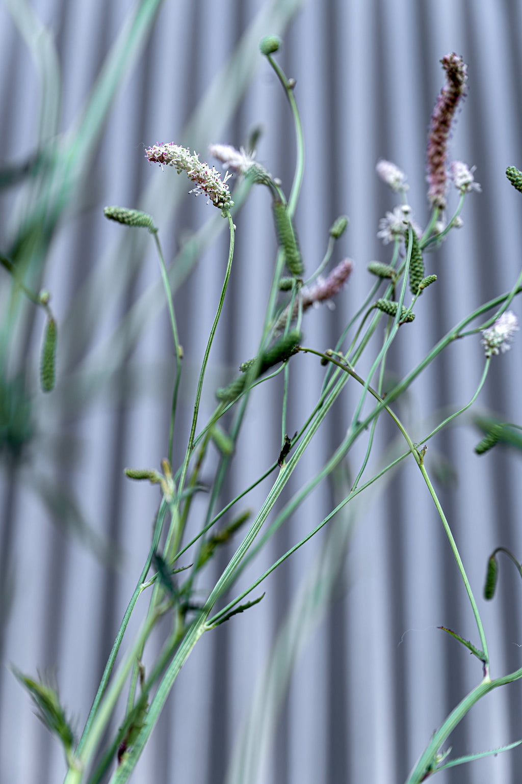 Sanguisorba Tenuifolia | Strawberry Frost