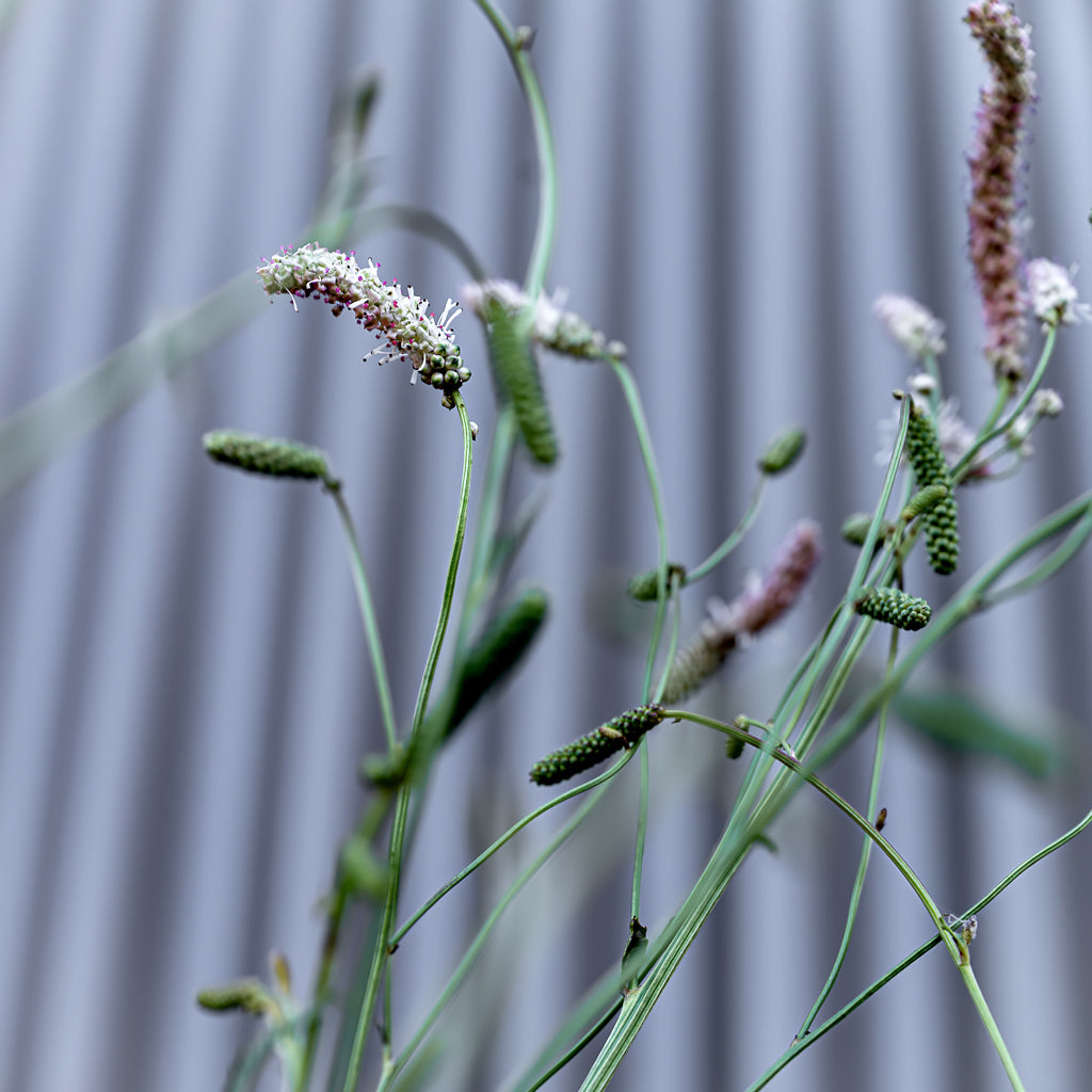 Sanguisorba Tenuifolia | Strawberry Frost