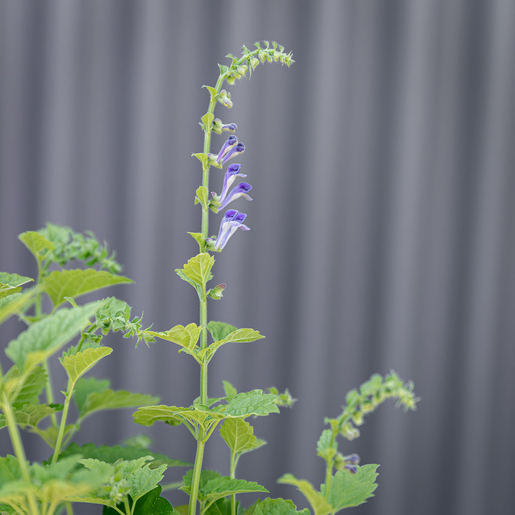 Scutellaria Altissima