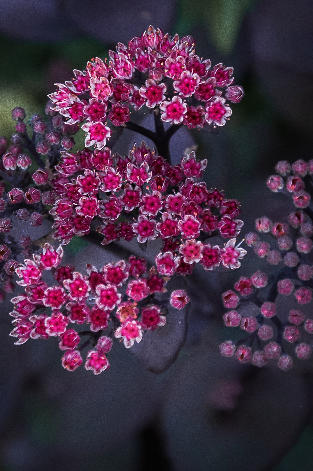 Sedum Hylotelephium | Jose Aubergine