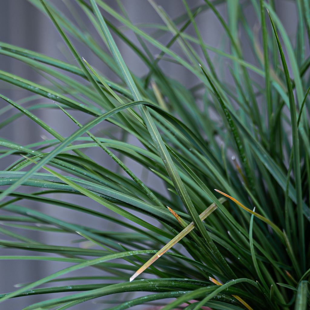 Sesleria Autumnalis