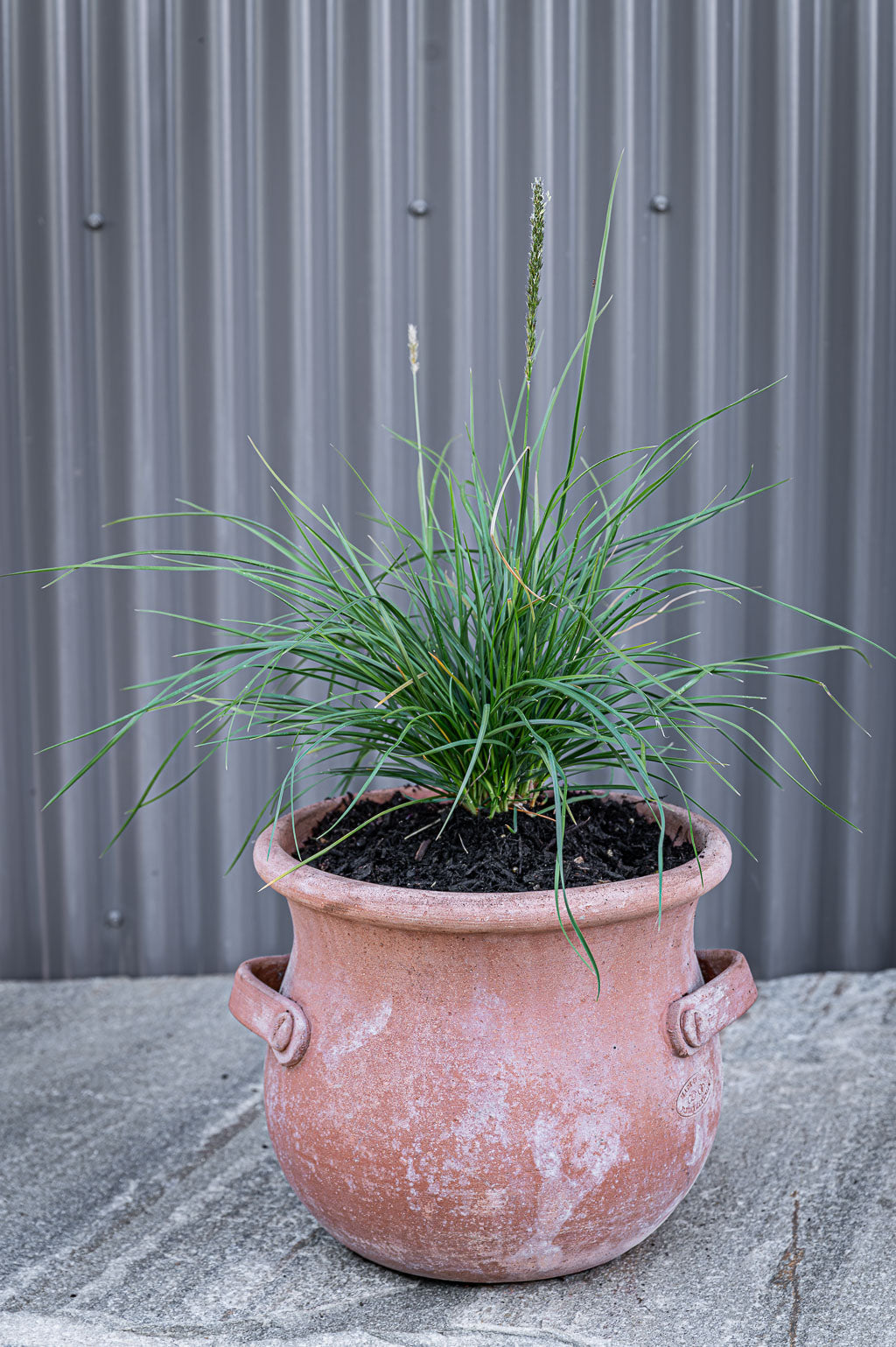 Sesleria Autumnalis