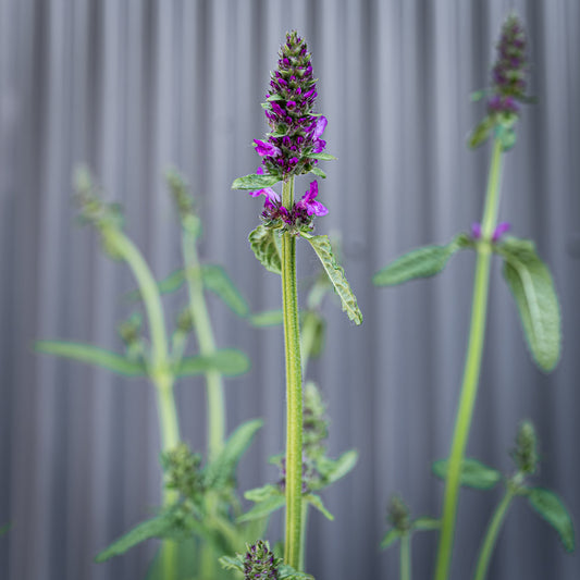 Stachys Officinalis | Hummelo