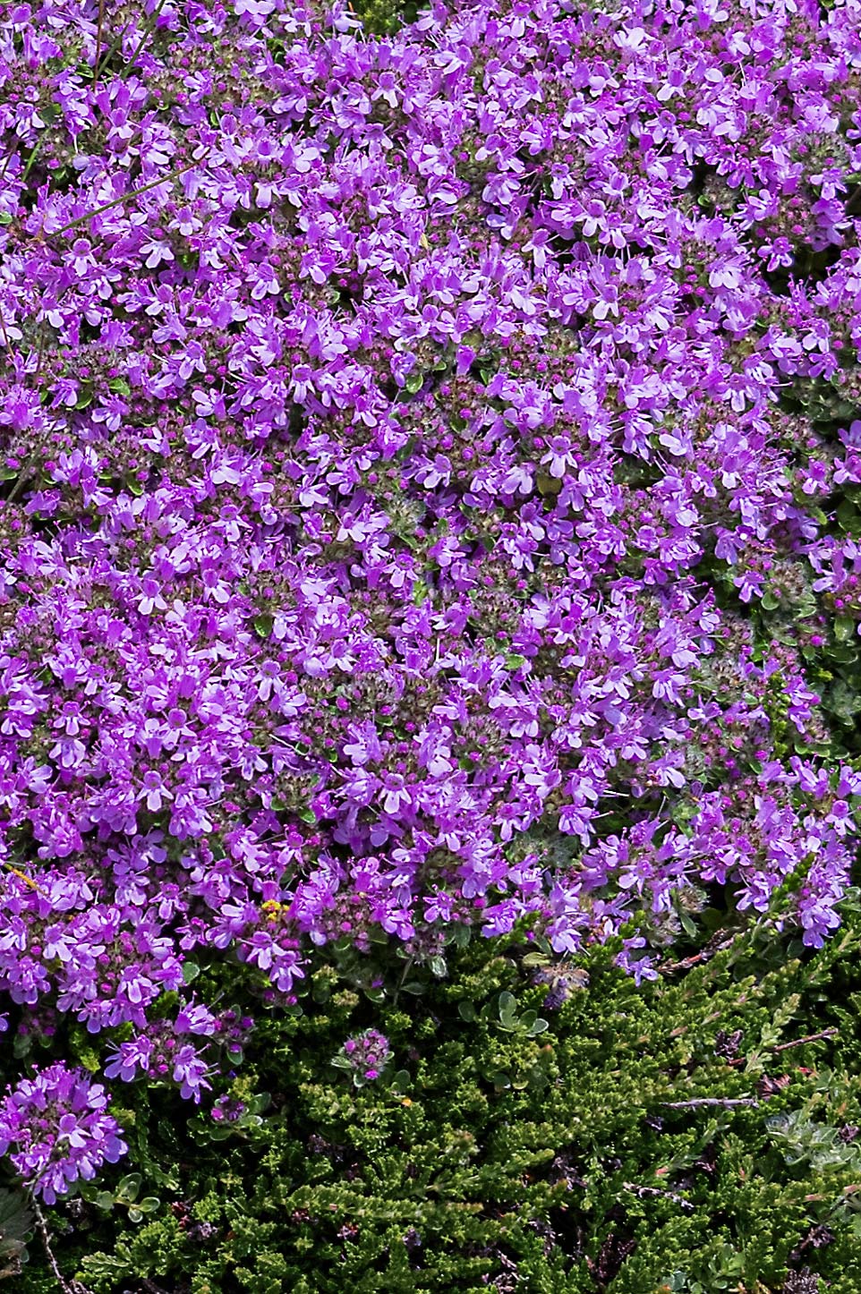 Thymus Serpyllum | Elfin