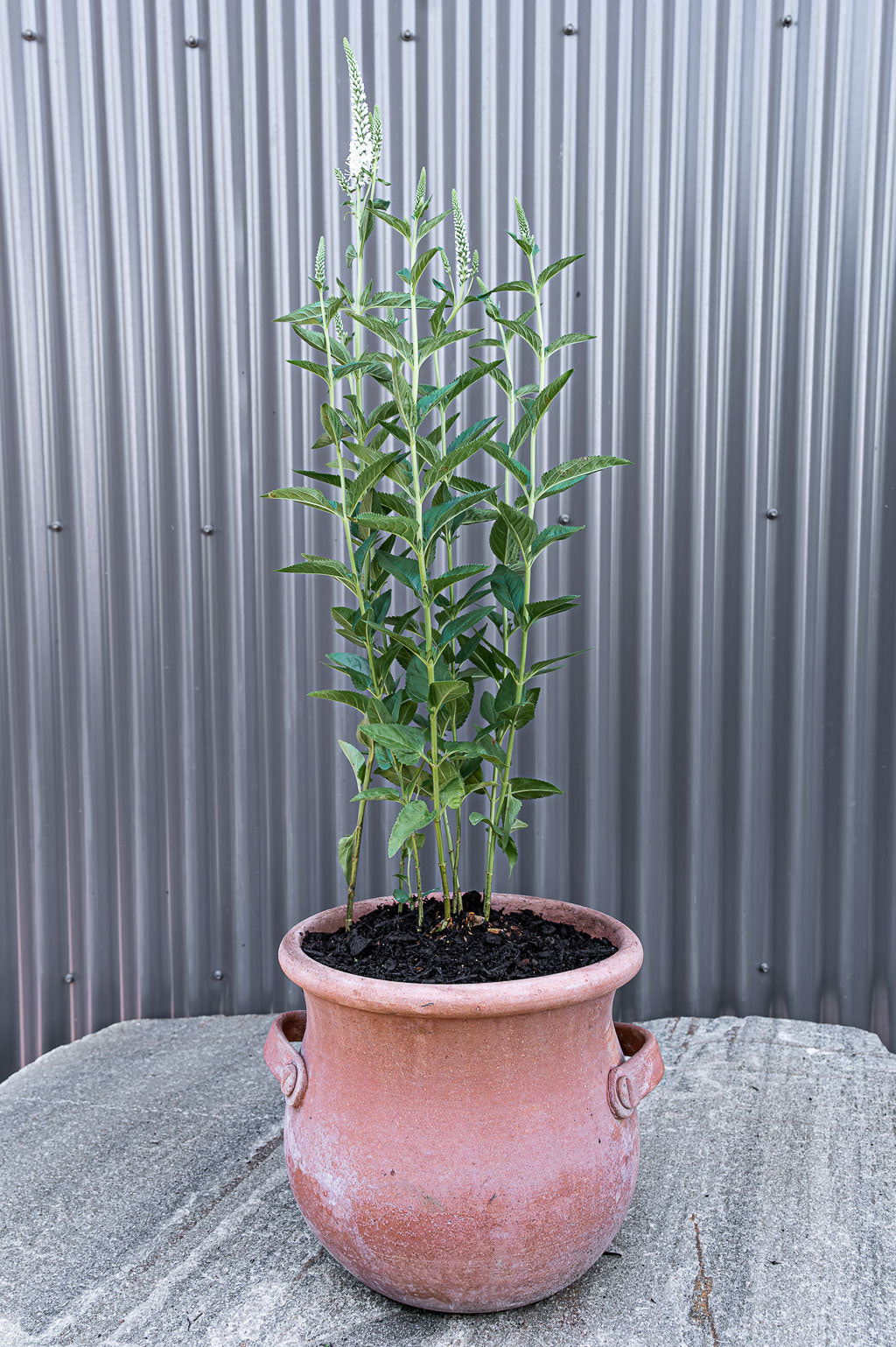 Veronica Spicata | Melanie White