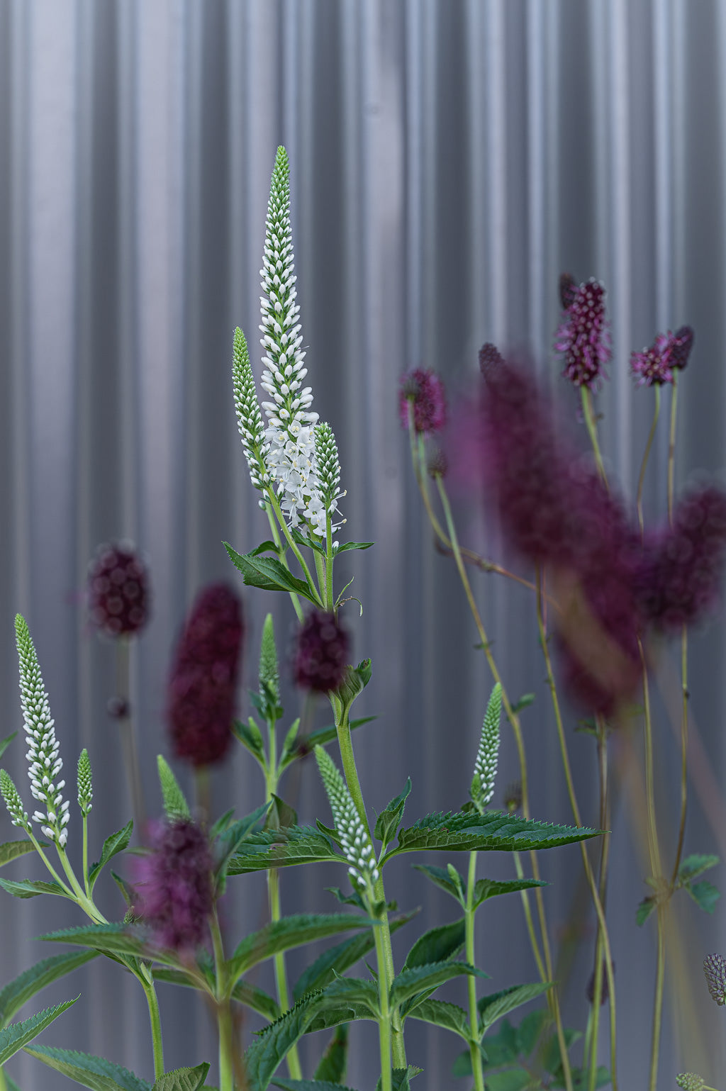 Veronica Spicata | Melanie White