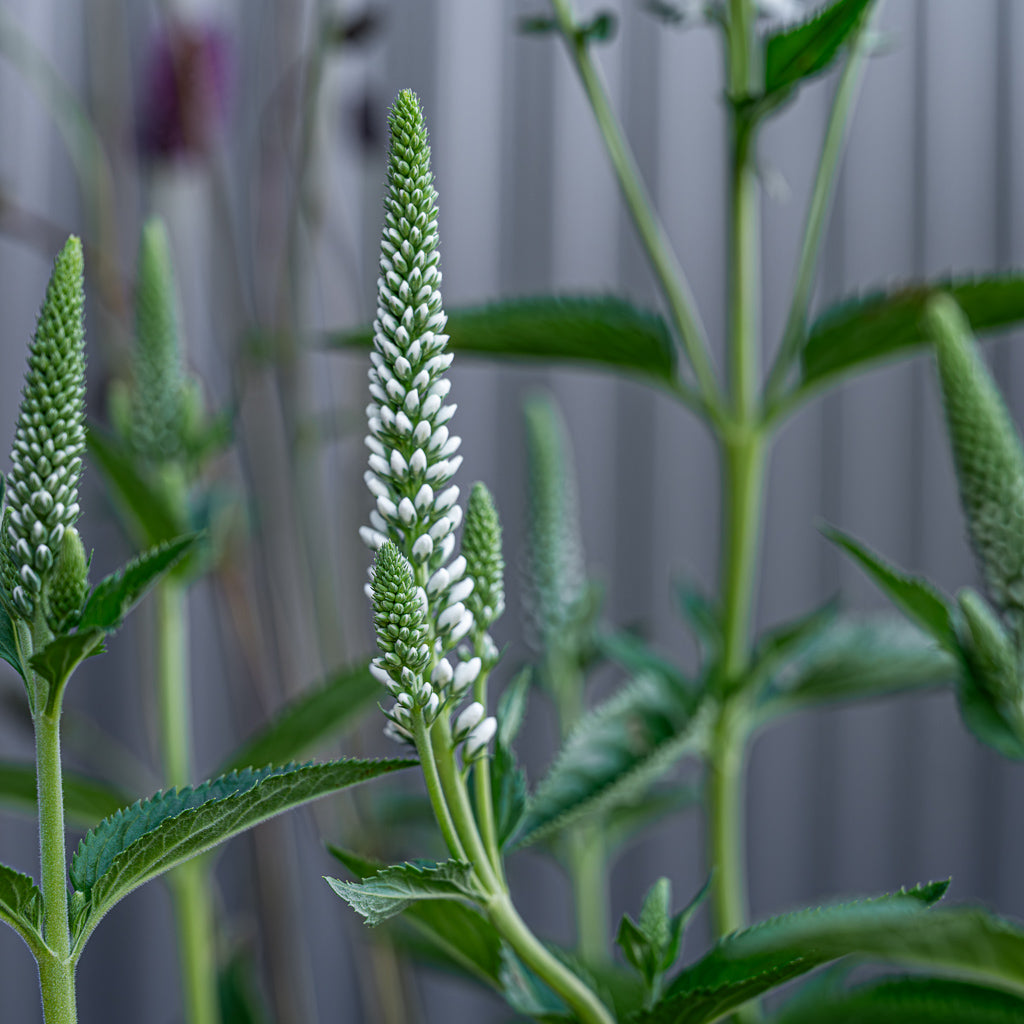 Veronica Spicata | Melanie White