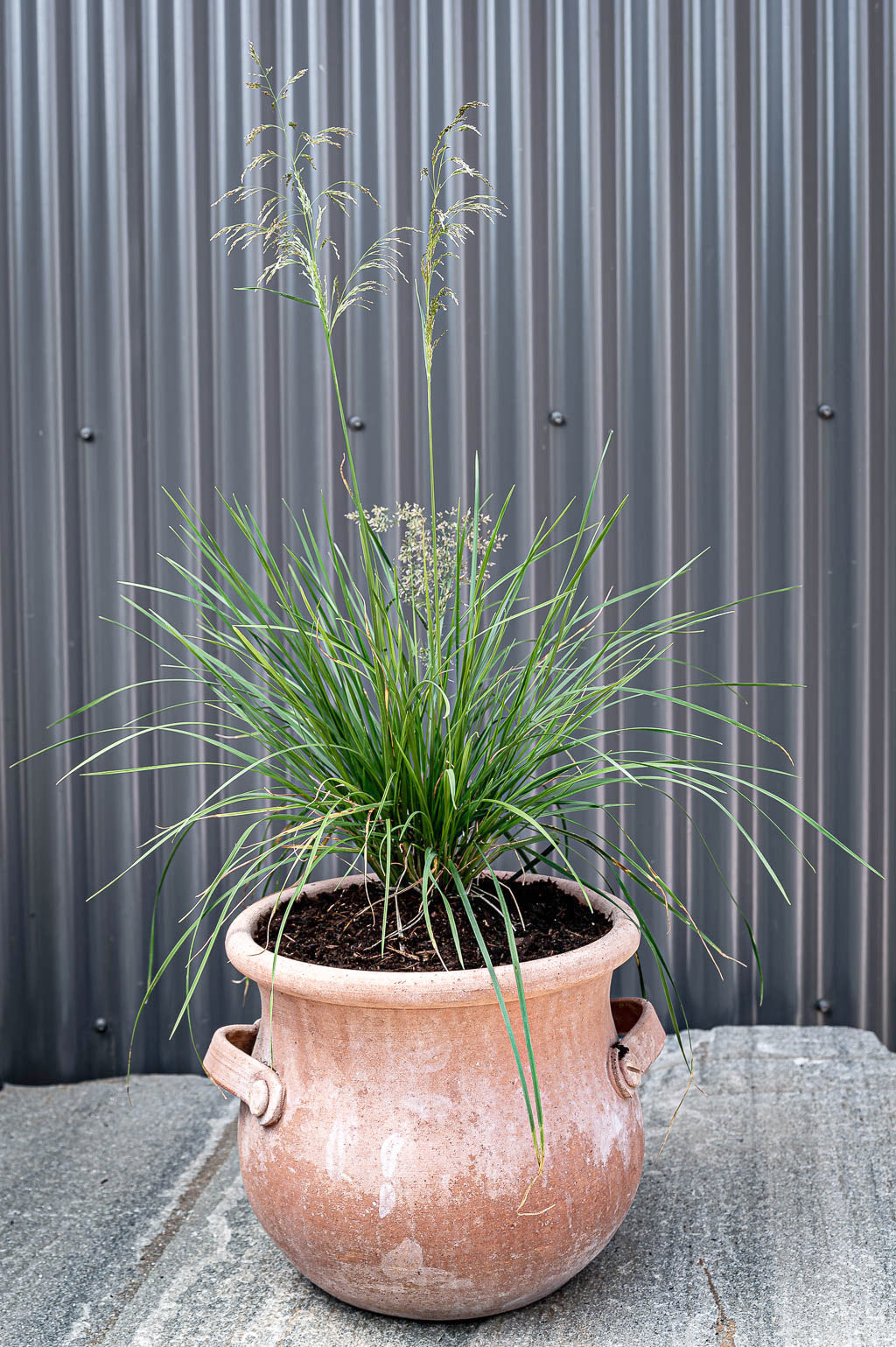 Deschampsia Cespitosa | Goldtau