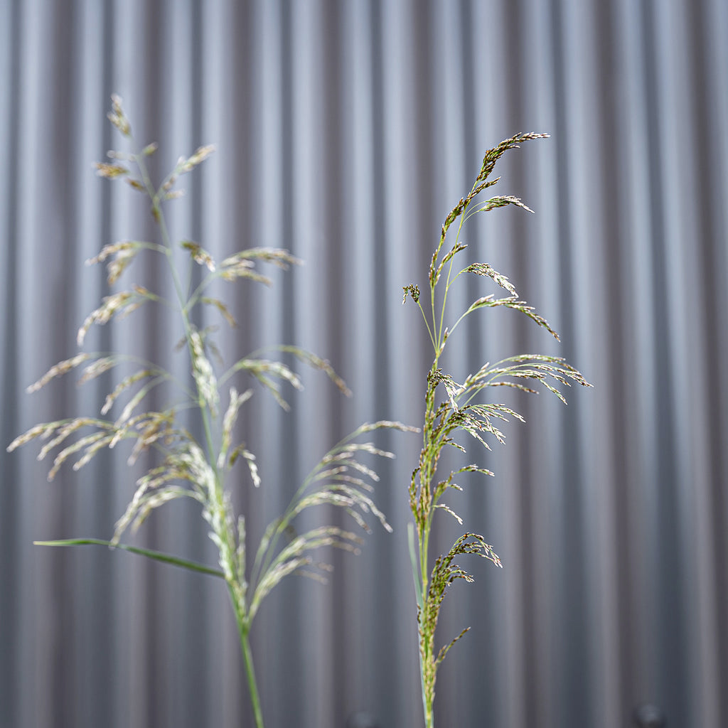 Deschampsia Cespitosa | Goldtau