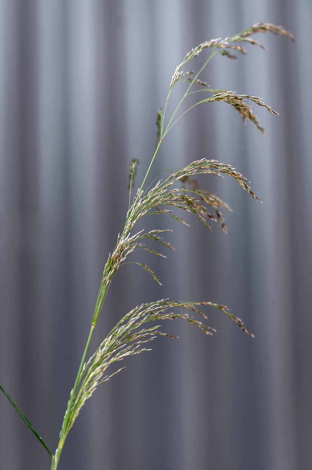 Deschampsia Cespitosa | Goldtau