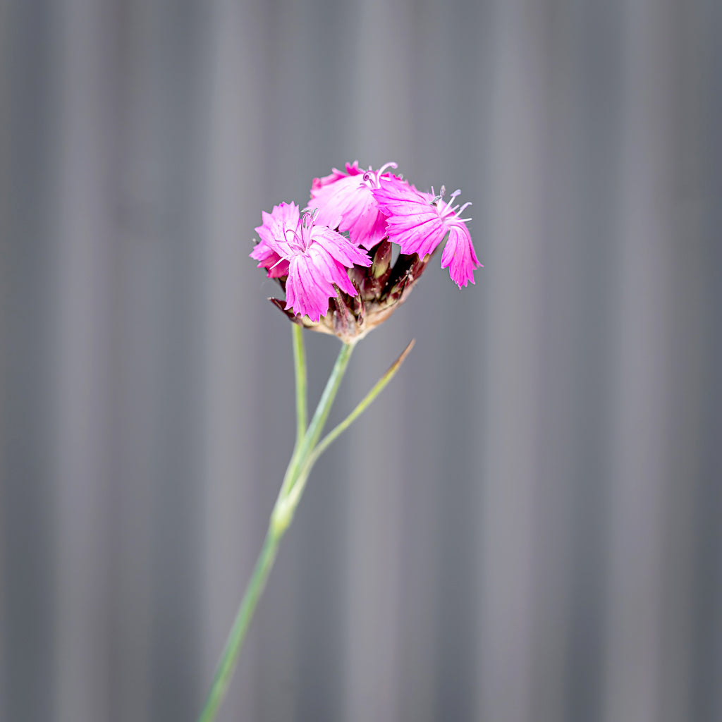 Dianthus Carthusianorum | Carthusian Pink