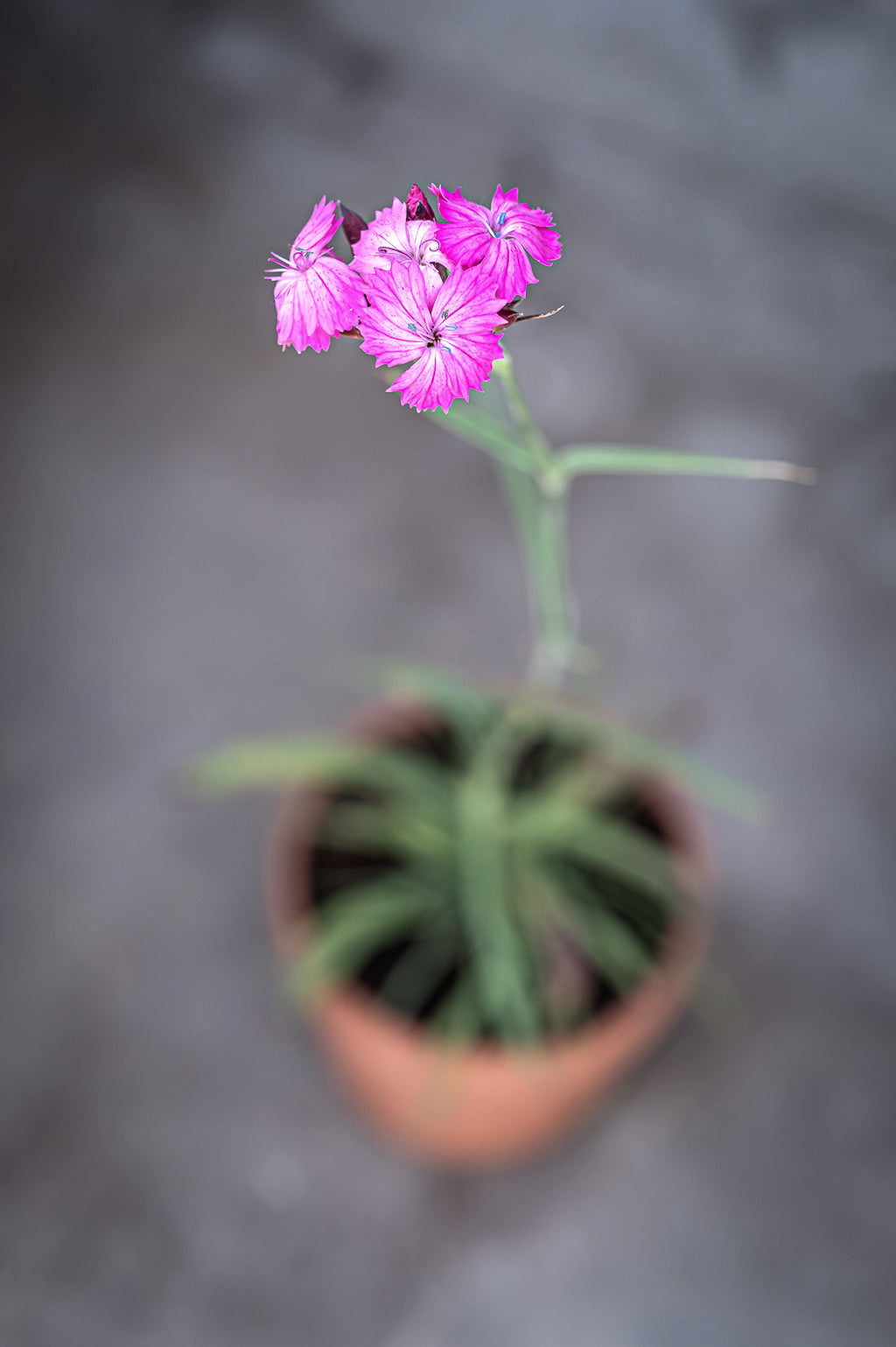 Dianthus Carthusianorum | Carthusian Pink