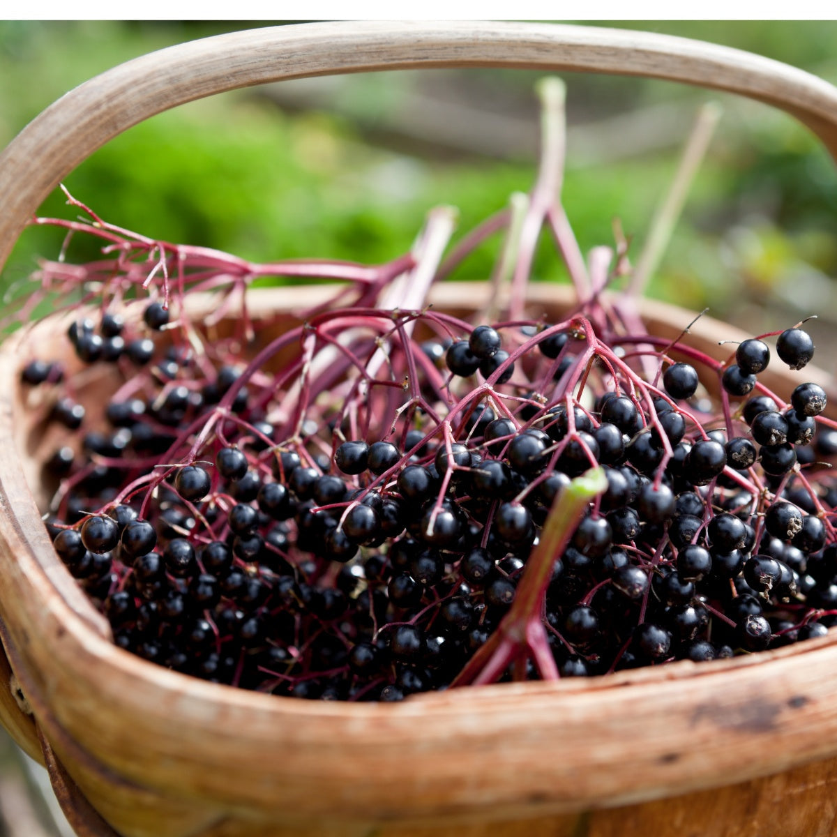 Elderberries gathered in a basket