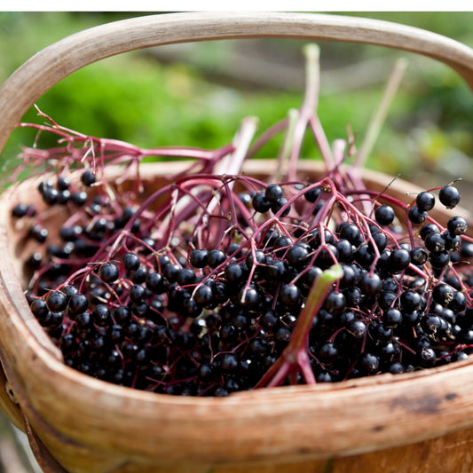 Elderberries gathered in a basket