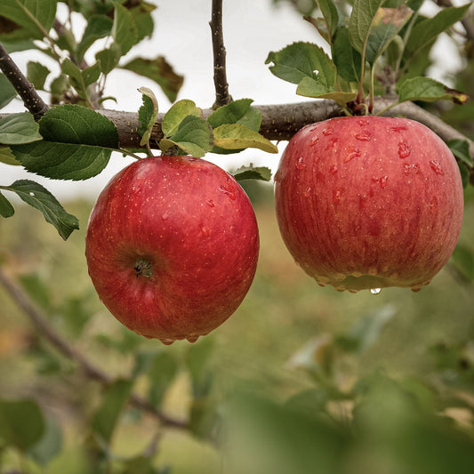 Close-up view of two red Akane apples. 