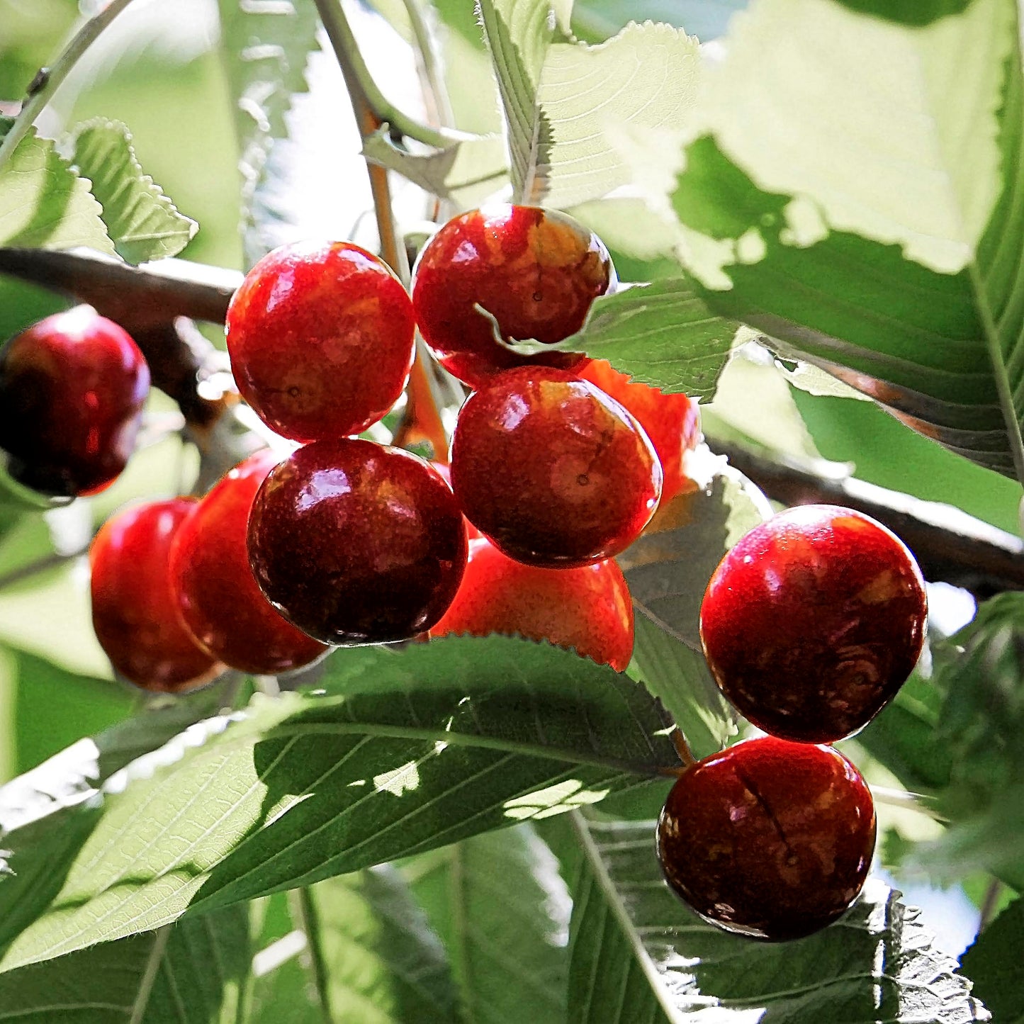 Close-up view of Angela Sweet Cherry.