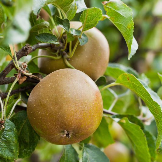 Ashmead Kernel russet apple on branch