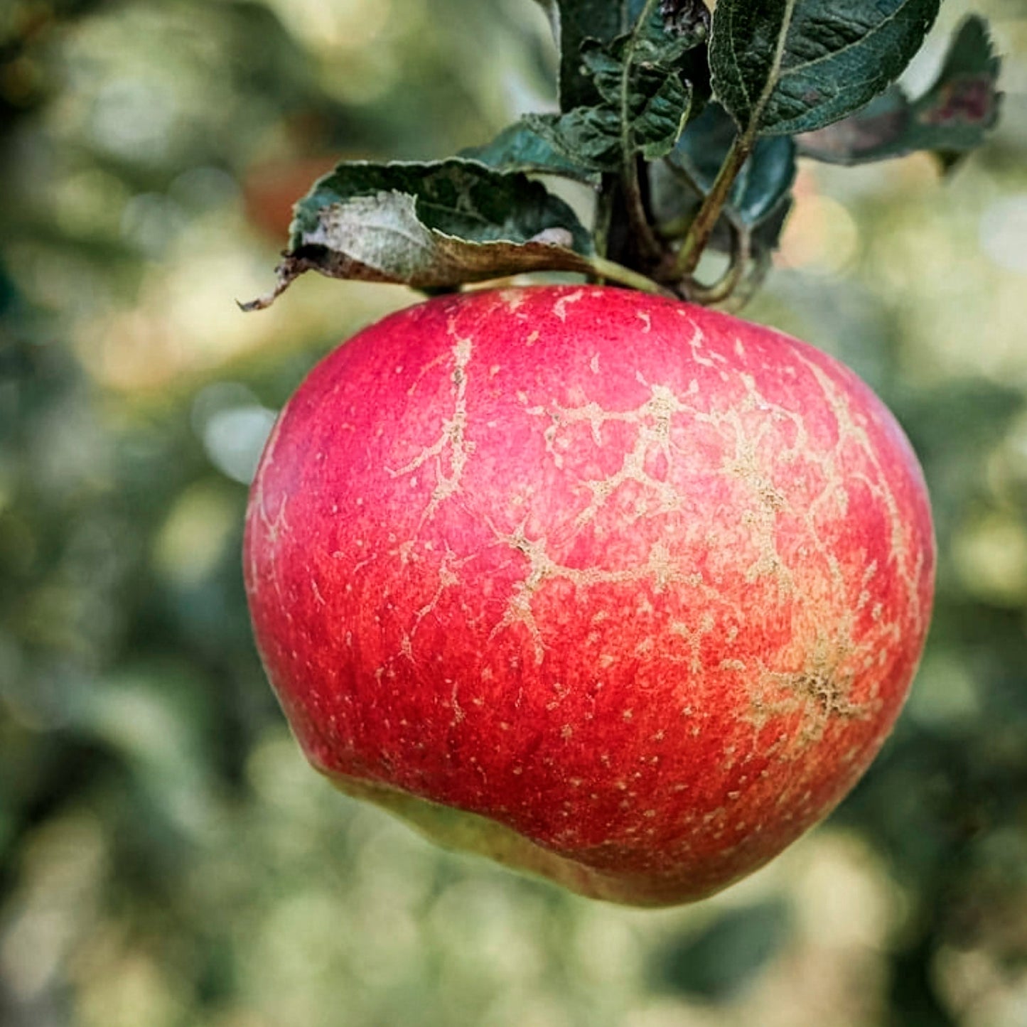 Close-up view of Beni Shogun Fuij Apple