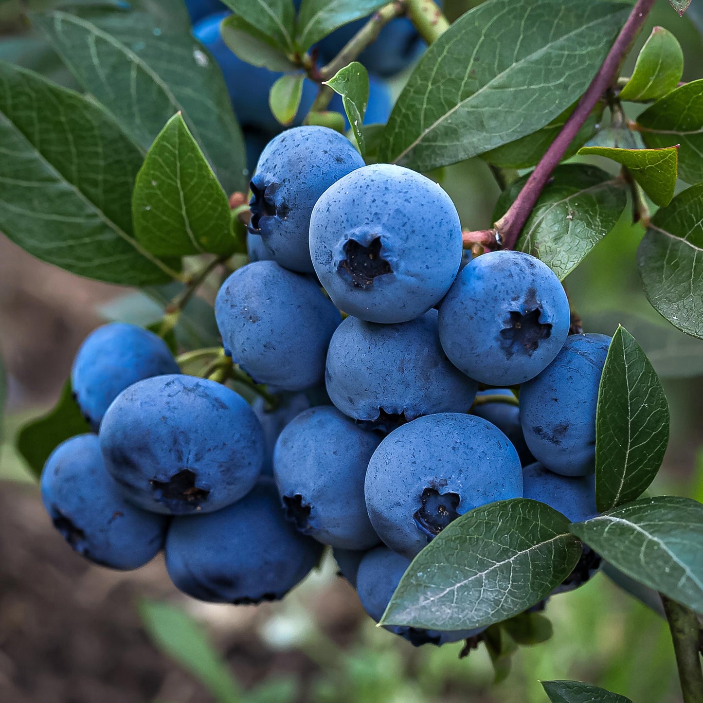 Close-up view of Bluecrop Berries. 