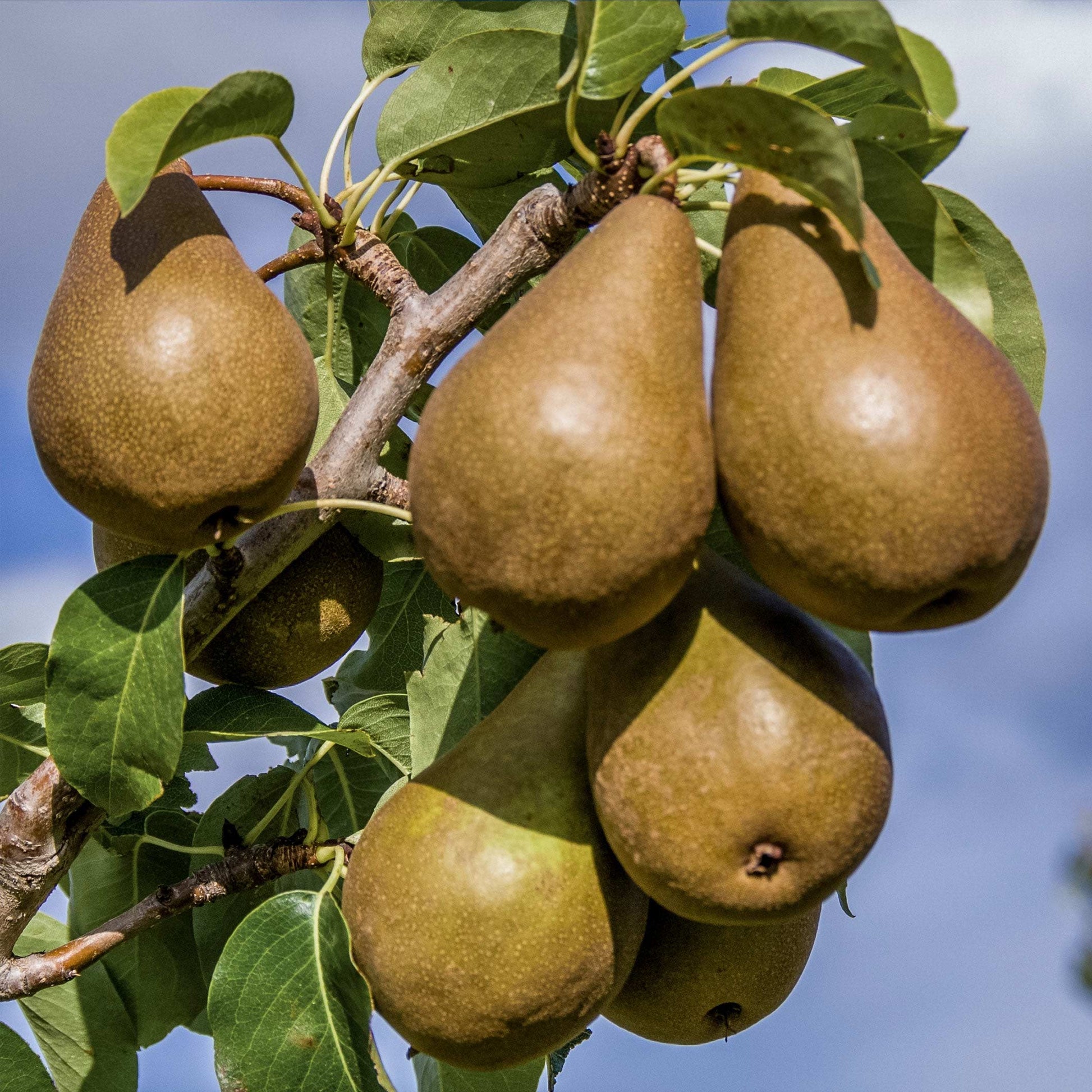 Close-up view of an Bosc pear.