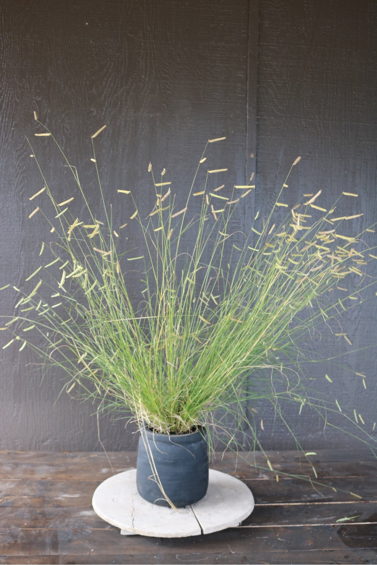 Bouteloua gracilis | Blonde Ambition