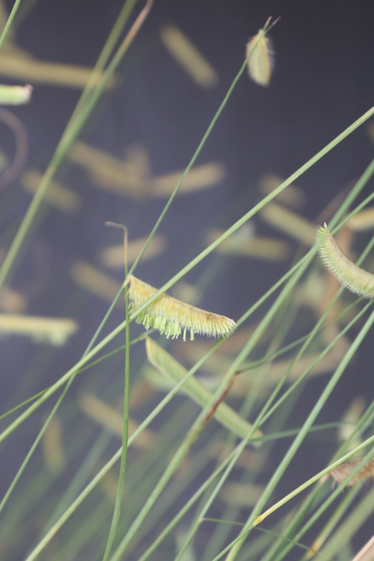 Bouteloua gracilis | Blonde Ambition