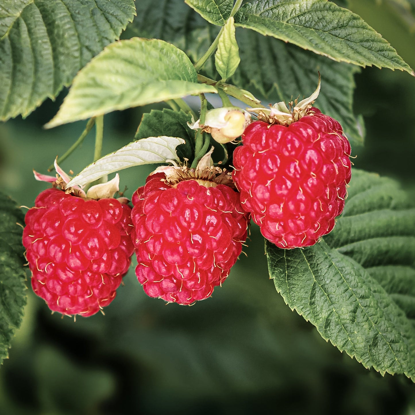 Close-up view of Boyen Raspberry.