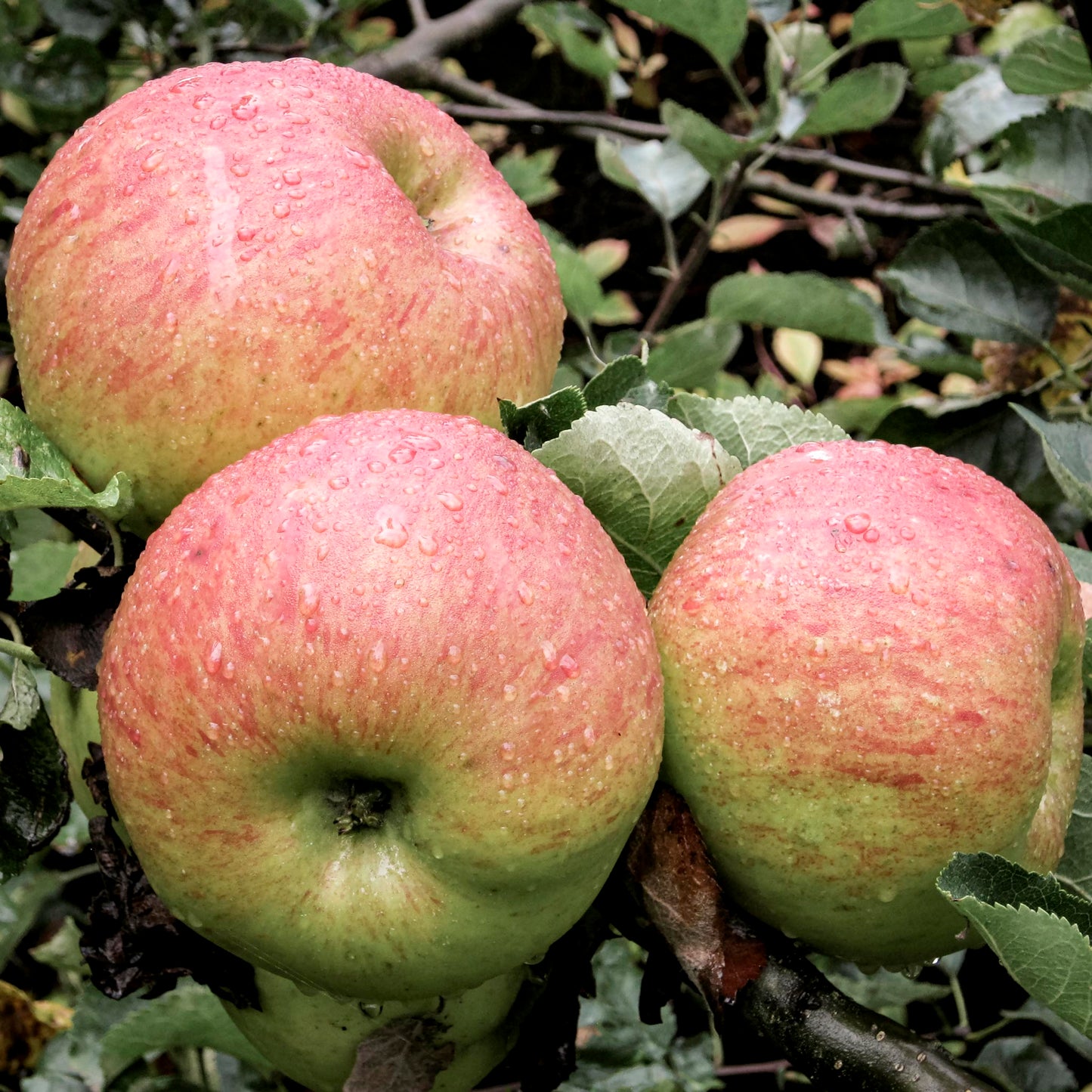 Close-up view of Bramley Apple